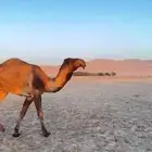 لبيع قعود كفو بيع قصب ولا مزاين