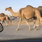 لقحه حمرا  ملاقي