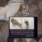 كلب مالتيز ضايع