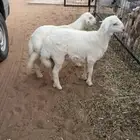 طليان حريات