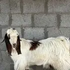 تيس طيب