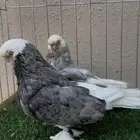 جوز لونق فيس بول هد