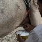 خلفه حمرا بكر جذعه حليب وهداوه وزين وم شالله