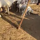 5 غنم ولد ريم تحتها 6 جذعه ثنيه