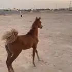 مهره مستوى مميز