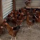 دجاج فرنسي بيور