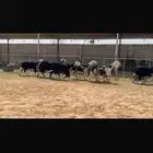 عرض رخال جذعات