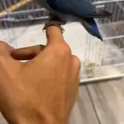 للبيع روز أنثى لونق فذر أليفه مافيها عض