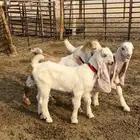 دوغير طيبه تسين وجفره