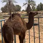 قعود للبيع بلدي