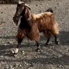 تيس فحل