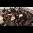 ديكه بلدي وفرنسي احجام ممتازه جدا