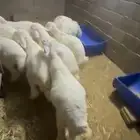 بهم حري طيب بلحيل