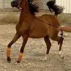 مهره واهو جمال للبيع