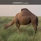 ابل للبيع