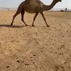 ناقتين للبيع او للبدل
