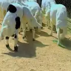خرفان للبيع