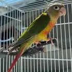 طير كنيور ضايع بالشرايع مخطط 2