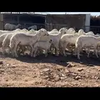 مراح حرش ولد ودفيع