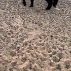 تيس فحل عارضي صنف