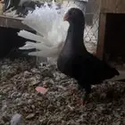 حمام افرد مسود و ريحني