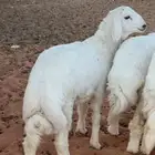 ذبائح نعيمي حري سواكني ذبح وتوصيل