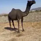 لقحه مجاهيم