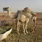 خلفه ام ثالث