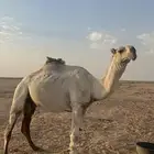 بعير اوضح كفو للبيع