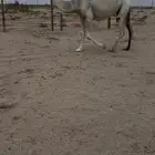 للبيع ناقة لقحة منتج