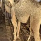 للبيع حاشي لباني تحت امه عمره اربع اشهر ونص فل الفل شحم صبه