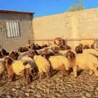 هرفي طيبه