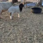 رغوث تحتها رخل طيبه