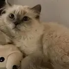 قطط