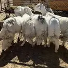 ضان حيل كفو كفو