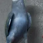 دره هولندي