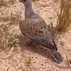 قمري للبيع متوفر كمية
