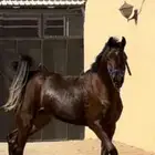 حصان واهو شيييخ ودم قوي