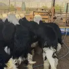 ذبايح نجدي فل جذعان نظيفة