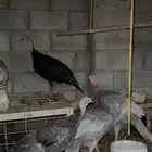 ديوك و دجاج رومي