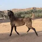 مهره شعبية