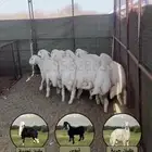 رخال للبيع غنم مراح واحد