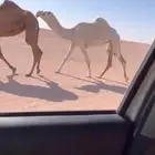 للبيع البكره الرمانيه