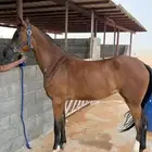مهره للبيع