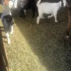 معزا عوارض مراح