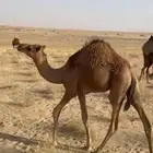 قعدان بلدي