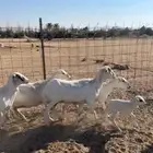 رفيد خلفات ودفيع