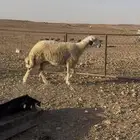 للبيع شاه كفوو