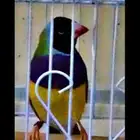 عصفور نادر