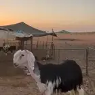فحل نجدي صنف